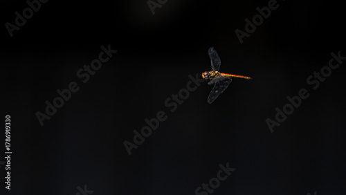 Dragonfly in flight on a dark background with a beautiful bokeh