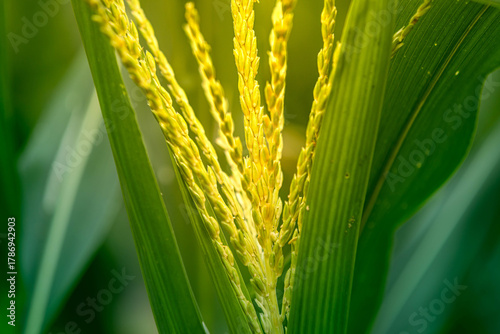 Close-up photograph of corn tassels with green leaves in soft natural sunlight, symbolizing fertility, growth, and agricultural abundance, crop science, food production