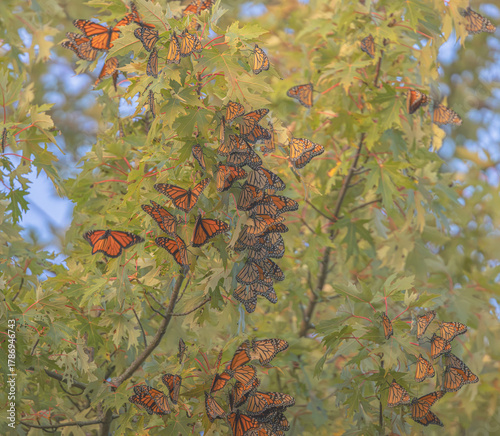 Schilderij op canvas Monarch Butterflies Roosting