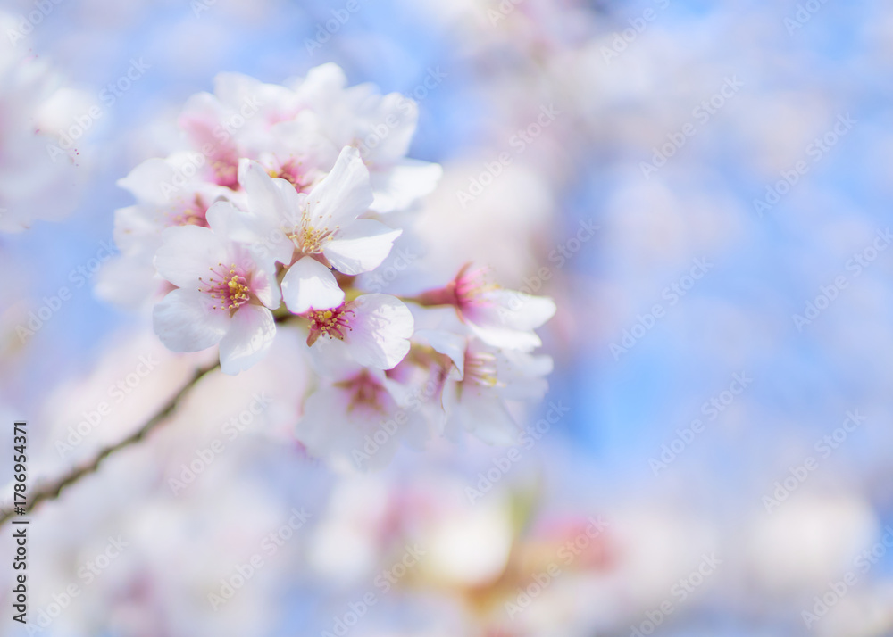 Fototapeta premium 青空背景爽やかな桜の花クローズアップ
