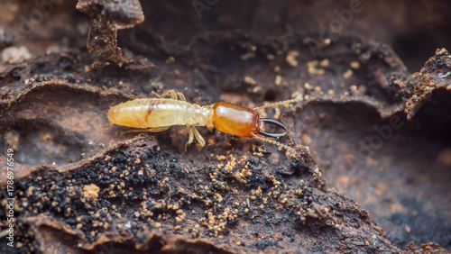Soldier termite protecting its colony in damaged wood