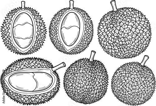 Durian Fruit Illustration Set – Stylized Black-and-White Whole and Sliced Tropical Rhizomes with Textural Detail