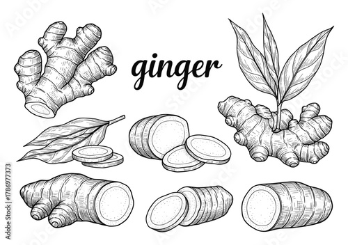 Ginger Botanical Illustration – Stylized Black-and-White Rhizomes, Slices, and Leaves with Hand-Drawn Label