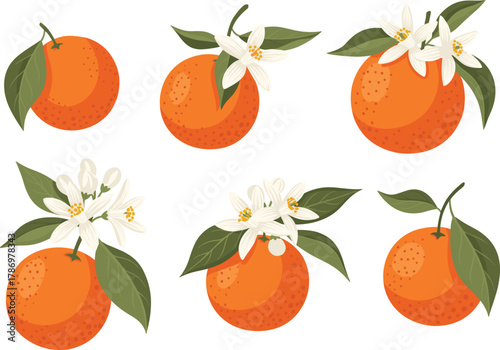 Orange Fruit & Flower Icon Set – Stylized Botanical Illustrations with Leaves, Blossoms, and Textured Citrus