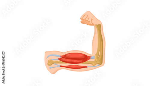 Anatomical illustration of a flexed human arm showing muscles and bones on a white background.