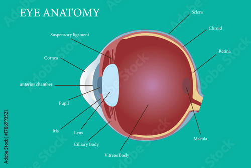 Medical diagram illustrating detailed anatomy of the human eye with labeled structures. eps 10