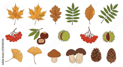 A vibrant collection of autumn leaves, berries, nuts, mushrooms, and pinecones, perfect for seasonal designs.