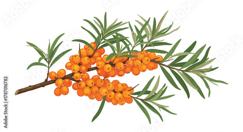 An illustration of vibrant orange sea buckthorn berries clustered on branches with green leaves, depicting a healthy and rich harvest.