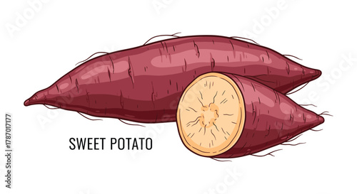Vibrant hand-drawn illustration depicting two sweet potatoes, one whole and one cut in half to reveal its starchy orange flesh, on a white background.
