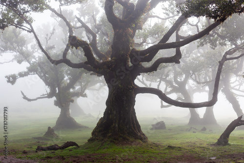 Billede på lærred Misty Fanal Forest in Madeira Island, Portugal, with ancient twisted trees shrouded in fog