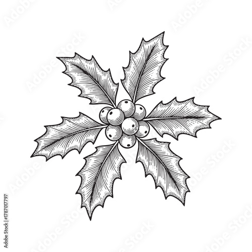Holly Sprig Christmas Berries Botanical Engraving Vector Illustration