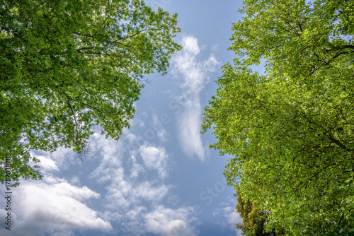 Canvas Print A low-angle view looking up at a bright blue sky with white clouds, framed on the left and right by the vibrant green leafy canopies of two large trees