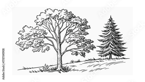 Line Drawing of a Large Deciduous Tree and a Pine Tree (11) illustration
