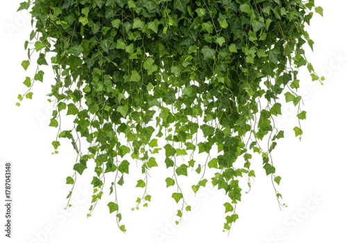A lush cascade of vibrant green ivy leaves hanging down, isolated on a clean transparent background, creating a natural and fresh botanical element
