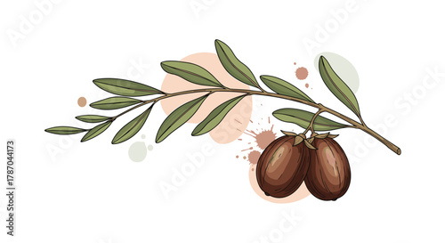 Hand-drawn botanical illustration of a jojoba branch with two ripe fruits and green leaves, accented by abstract watercolor shapes.