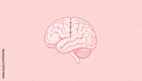 Illustration of a human brain on a pink background.