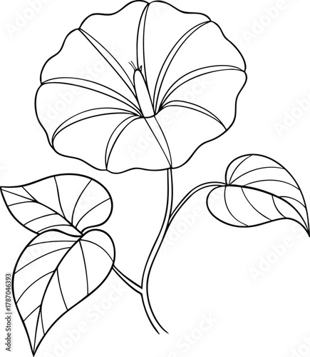 Blooming morning glory flower outline drawing with detailed leaves, creative botanical coloring page art