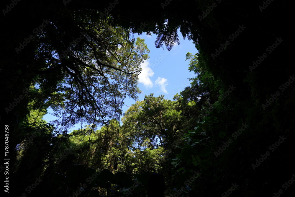 Fototapeta premium ガンガラーの谷・原生林景観