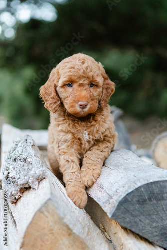 golden doodle