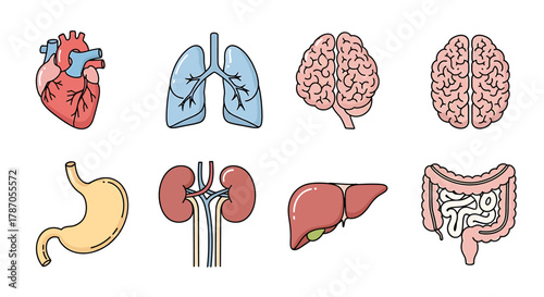 Human Organ Set Illustration Heart, Lungs, Brain, Stomach, Kidneys, Liver, and Intestines