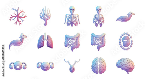 Anatomical Illustrations A Spectrum of Human Biology