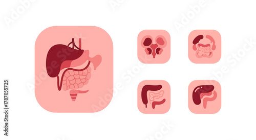 Human digestive system anatomy icons liver, kidneys, stomach, intestines, pancreas