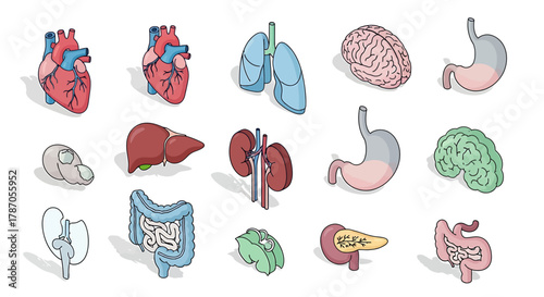 Isometric set of human internal organ icons. A vector collection for medical, scientific, and educational illustrations