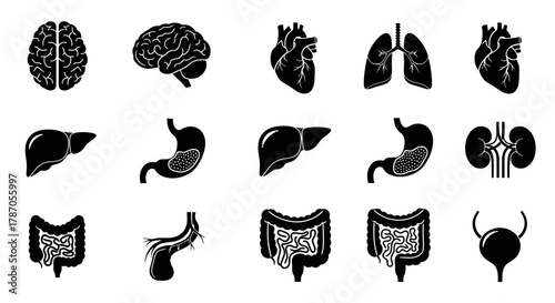 Collection of human organ icons in black and white, illustrating internal anatomy for medical and educational purposes