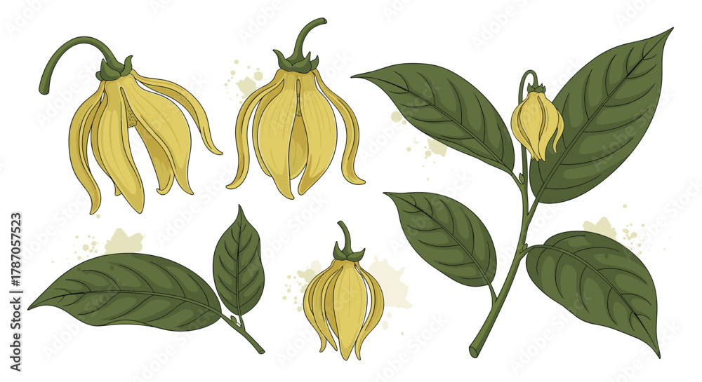 Obraz premium Detailed botanical illustration of Ylang Ylang flowers in various stages of bloom and their accompanying green leaves, set against a subtle splash background.
