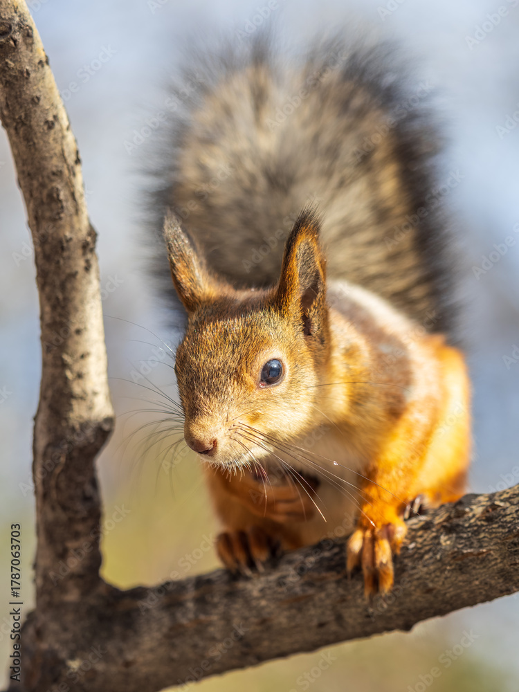 Fototapeta premium Squirrel sits on a branch in Autumn park