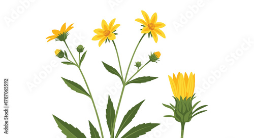 Botanical illustration of various yellow wildflowers, featuring open blooms, developing buds, and green foliage on a white background.