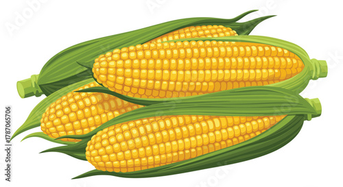 Four fresh ears of yellow corn, partially husked and ready for harvest, displayed together as a vibrant agricultural illustration.