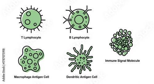 Explore immune system cells and molecules for medical illustrations