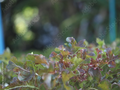 Close up fresh organic hydroponic vegetable plantation