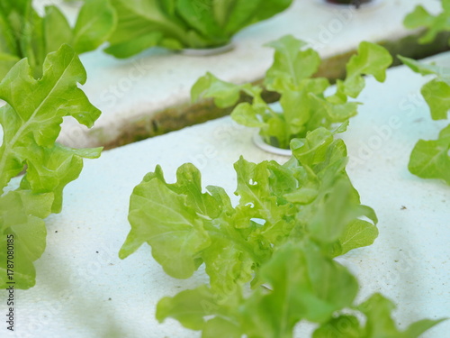 Close up fresh organic hydroponic vegetable plantation