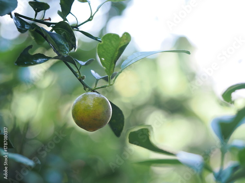Fresh calamondins glowing with dew among lush green leaves.