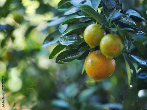 Fresh calamondins glowing with dew among lush green leaves.