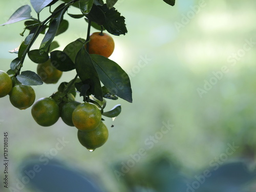 Fresh calamondins glowing with dew among lush green leaves.