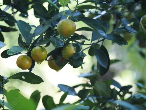 Fresh calamondins glowing with dew among lush green leaves.