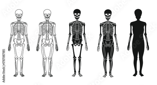 Human skeleton anatomy chart showing evolution and bone structure study