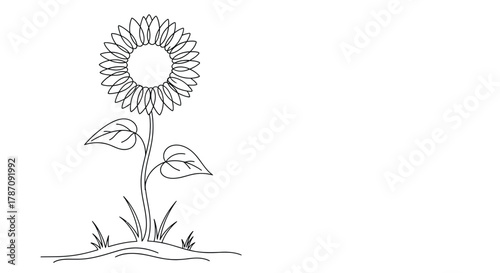 Elegant single line drawing of a tall sunflower standing in a patch of grass with two leaves