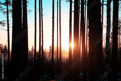 Christmas Eve Daybreak in Forest