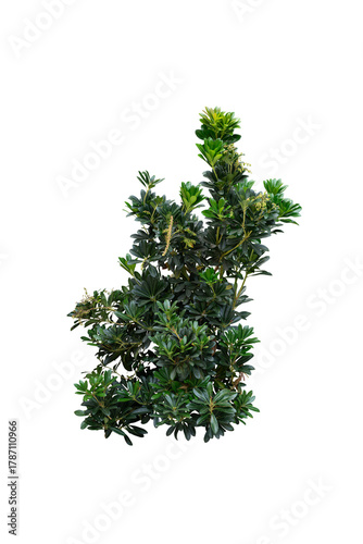 Green leaves bush isolated