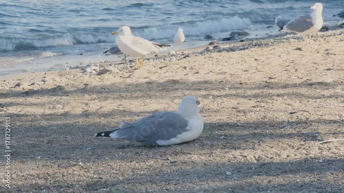 This serene video shows a group of seagulls relaxing on a mixed sand and pebble beach.