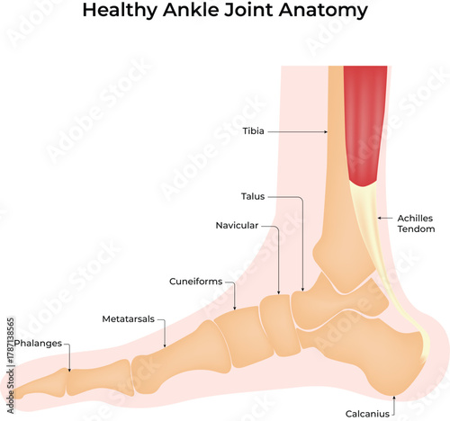 Healthy Ankle Joint Anatomy Diagram Vector Illustration