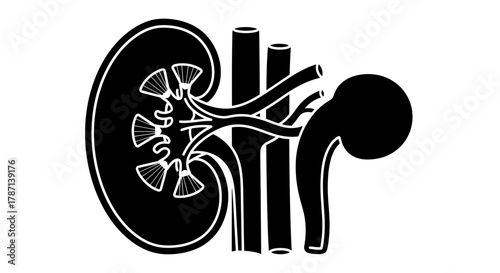 Stylized human kidney anatomy with blood vessels and ureter