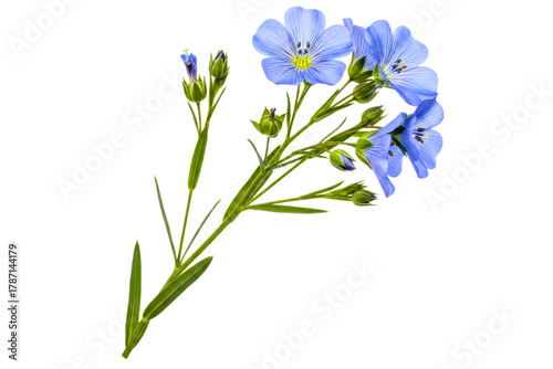 Stem of beautiful blooming blue flax flowers with green leaves isolated on transparent background