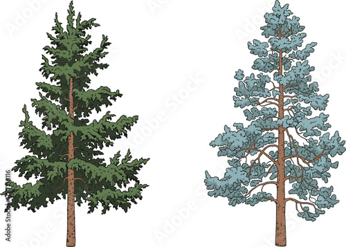 Illustration of two different trees with green and bluish foliage, botanical comparison, nature landscape design artwork