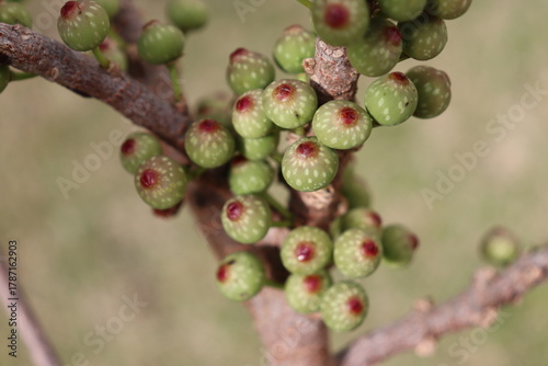 sea fig fruits densely packed on the trunk
