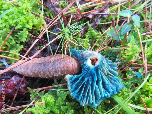 A large slug eating a blue mushroom